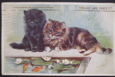 Mabel gear cat for sale  HUNTINGDON