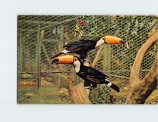 Usado, Cartão postal Toco Tucano América do Sul comprar usado  Enviando para Brazil