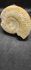 Superbe ammonite fossile d'occasion  La Rochelle