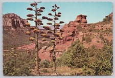 Phoenix arizona agave for sale  Belleville