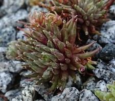 Sempervivum pinocchio buratino gebraucht kaufen  Gera-Umland