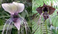 Samen tacca fledermausblume gebraucht kaufen  Schmidmühlen