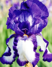 Iris germanica stepping for sale  LONDON