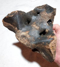 Bison sacrum bone for sale  USA