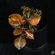 Peperomia creme brûlée for sale  Detroit