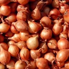 Shallot matador vegetable for sale  STOKE-ON-TRENT
