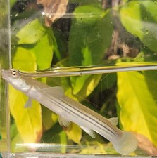 Four eyed fish for sale  Palm Bay