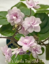 lovely indoor plant for sale lovely indoor plant for sale Myrtle Beach