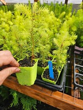 8pack live small for sale  North Bend