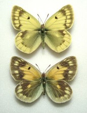 Pair colias berylla for sale  FOLKESTONE