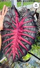 Redemption colocasia esculenta for sale  Mobile