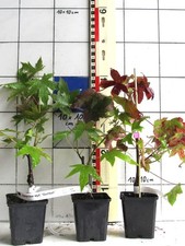 Liquidambar gumball amberbaum gebraucht kaufen  Bad Bergzabern