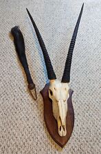 Gemsbok oryx skull for sale  Blacksburg