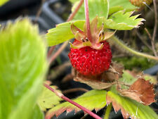 Fragaria vesca fragola usato  Torino