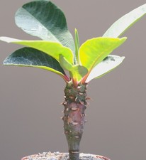 Euphorbia viguieri succulent for sale  WALTON ON THE NAZE