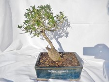 Superbe bonsaï 23 d'occasion  Auch