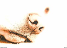 Animaux chiens race d'occasion  Fruges