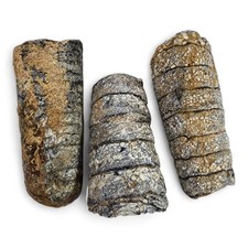 Fossil orthoceras cephalopod for sale  Boise