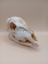 Roe deer doe for sale  ROTHERHAM