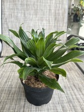 Dracaena craigii plants for sale  Lilburn