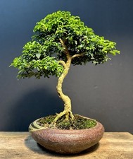 Bonsai tree mame for sale  Richmond