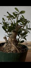 Olivastro bonsai super usato  Italia
