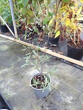 Eucryphia lucida ballerina for sale  SUDBURY