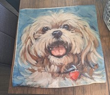 Shih tzu dog for sale  NEWTON-LE-WILLOWS