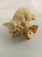 Pair playful pigs for sale  SHREWSBURY