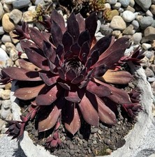 Sempervivum king kong gebraucht kaufen  Eggenfelden