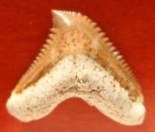 Priabonian fossil shark d'occasion  Expédié en Belgium