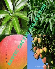 Organic mango leaves for sale  Miami