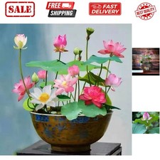 Mixed color lotus for sale  New York