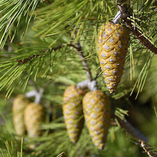 Pinus halepensis tree for sale  Oakland Gardens