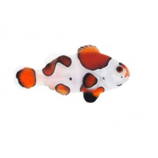 Orange storm ocellaris for sale  Haslet