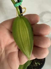 Large plant green for sale  Boynton Beach