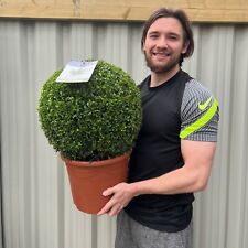 Large buxus topiary for sale  OLDHAM