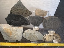 Pflanzen fossilien gebraucht kaufen  Leverkusen