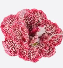 gloxinia for sale gloxinia for sale Summerville