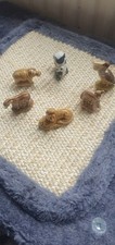Wade whimsie bundle for sale  CHEADLE