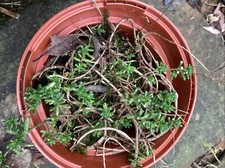 Pot sedum album for sale  CLITHEROE