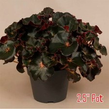 Rhizomatous begonia live for sale  Danielson