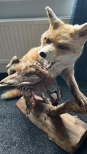 taxidermy fox for sale taxidermy fox for sale NORWICH