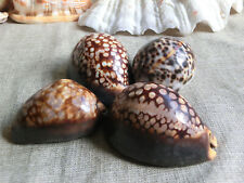 Cowrie shells cypraea for sale  TUNBRIDGE WELLS