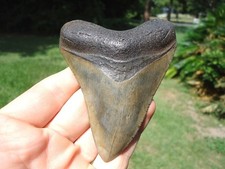 3.87 quality megalodon for sale  Havana