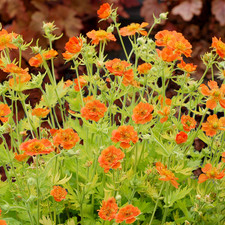 Geum sunkissed lime for sale  UK