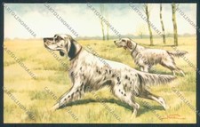 Setter dog caccia usato  Gambolo