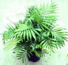 Bergpalme mediterrane pflanze gebraucht kaufen  Kaiserslautern