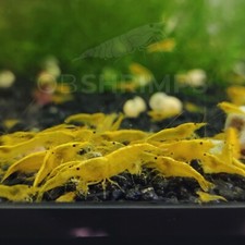 Neocaridine davidi yellow usato  Misterbianco