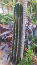 cereus usato cereus usato Barcellona Pozzo di Gotto